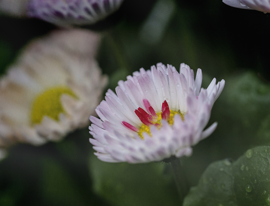 DSC01475 花のショートケーキ？