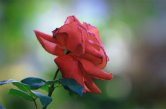 夢見る頃を過ぎても