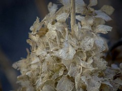 DSC06257  冬の紫陽花-2
