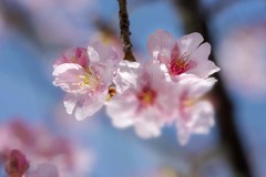 DSC03923 河津桜