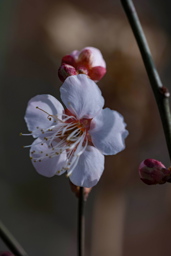 DSC03306.　お寺に咲いて居た桜　jpg