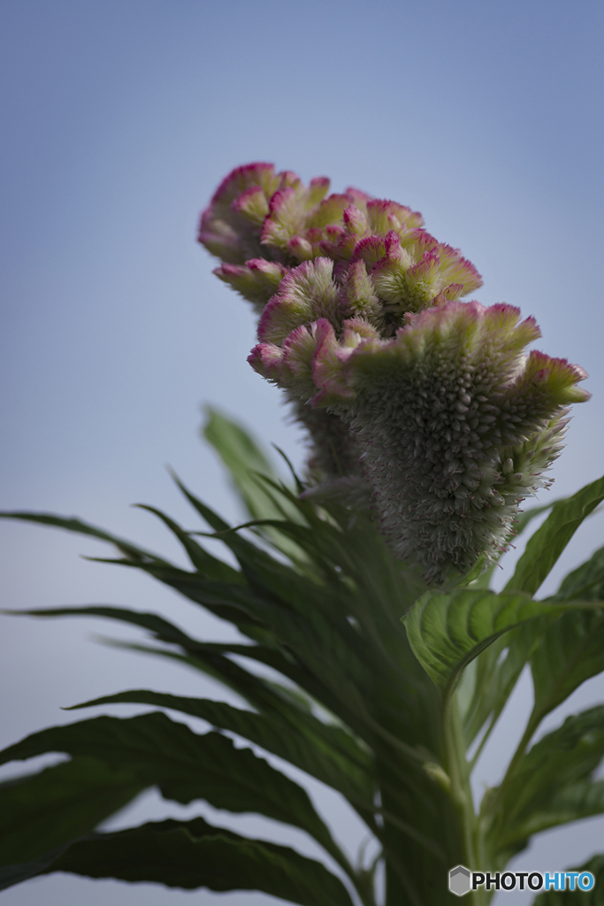 DSC06392 鶏頭青空に立つ
