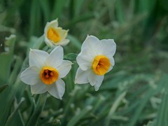 野に咲く水仙　P1060038