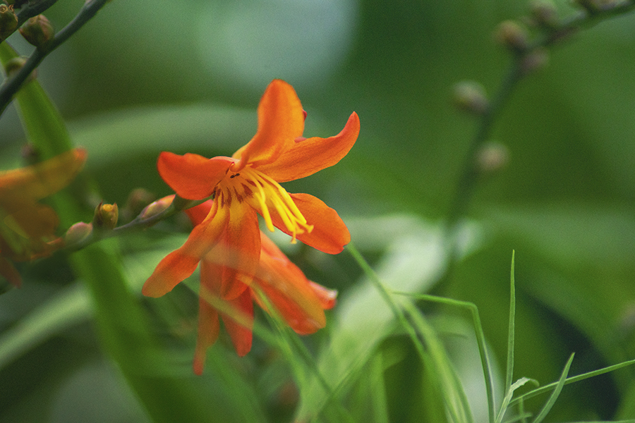 DSC00031. 夏を称える