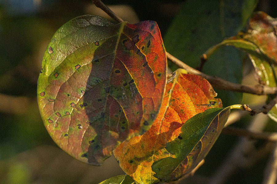 DSC00054.　秋の柿の葉