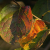 DSC00054.　秋の柿の葉