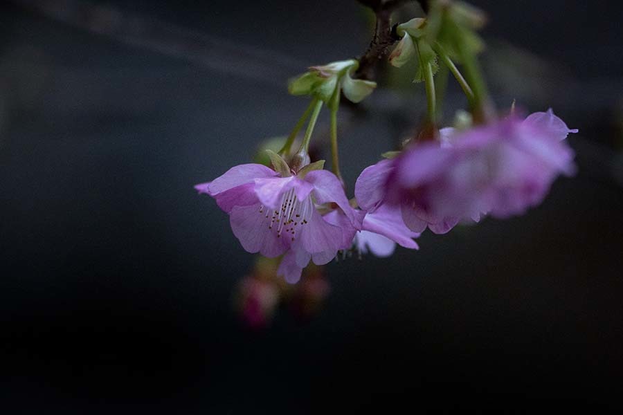 DSC06178 一月に咲いて居た桜