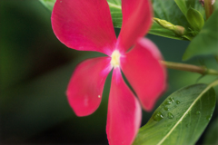 DSC09226. 夏の花