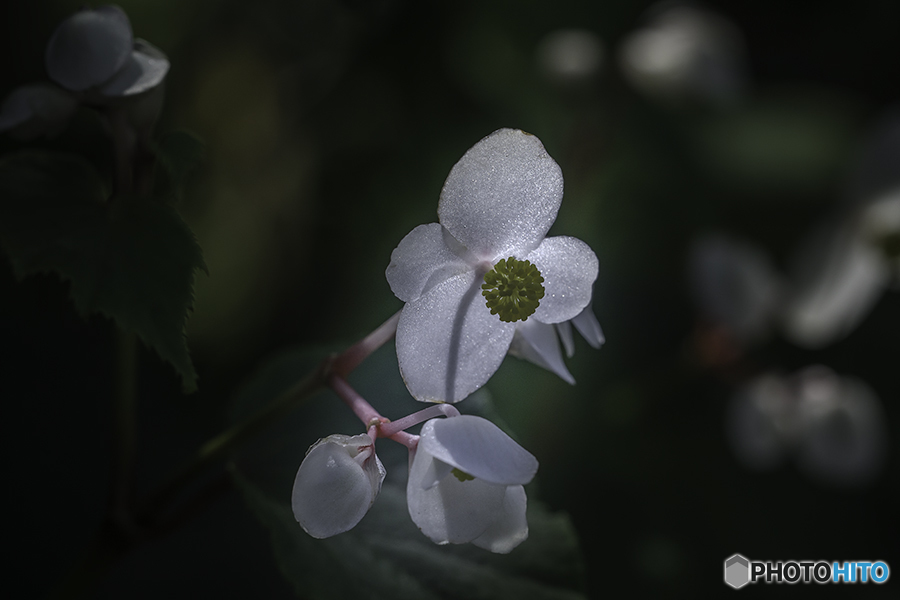 DSC09487シュウカイドウ
