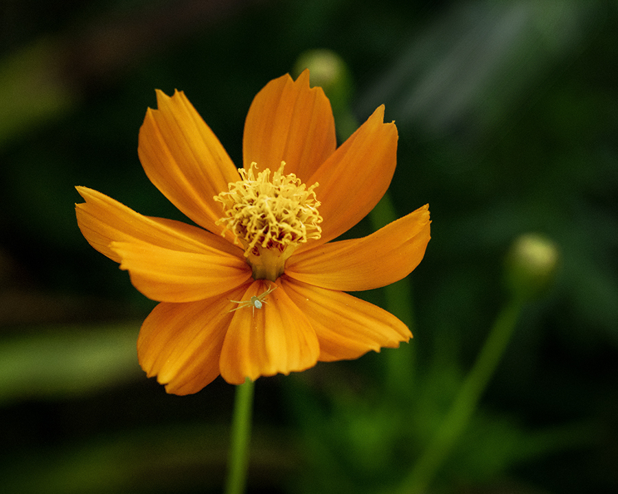 DSC00391. 小さな主見つけた