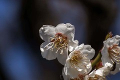 DSC07573 稲荷神社の梅