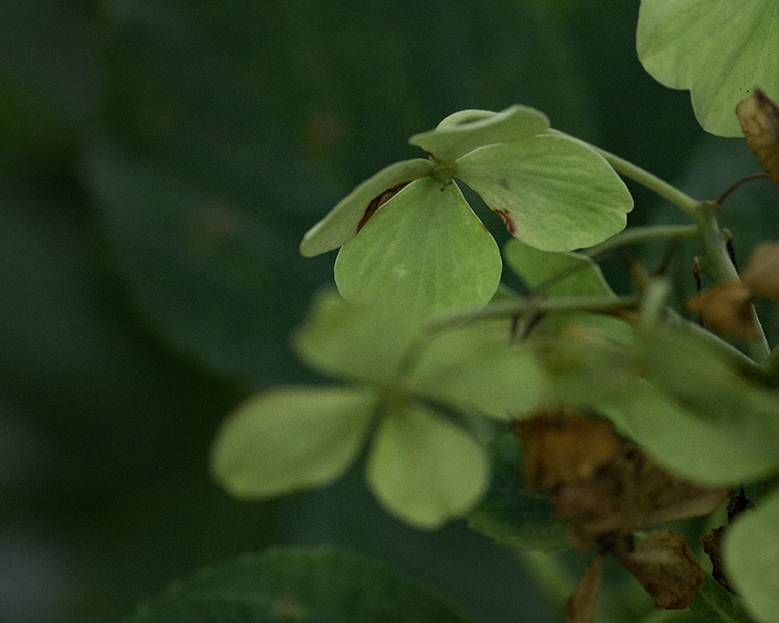 DSC04768. 冬支度？