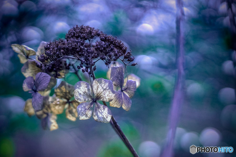 DSC06747-森の径の冬紫陽花-1
