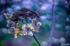 DSC06747-森の径の冬紫陽花-1