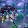 DSC06747-森の径の冬紫陽花-1