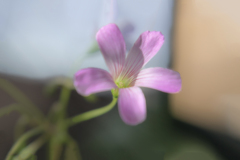 DSC00629. 窓辺のカタバミ 三寒四温