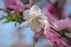 DSC01046. 浅春の花桃