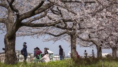 DSC07912. 外国人グループの花見