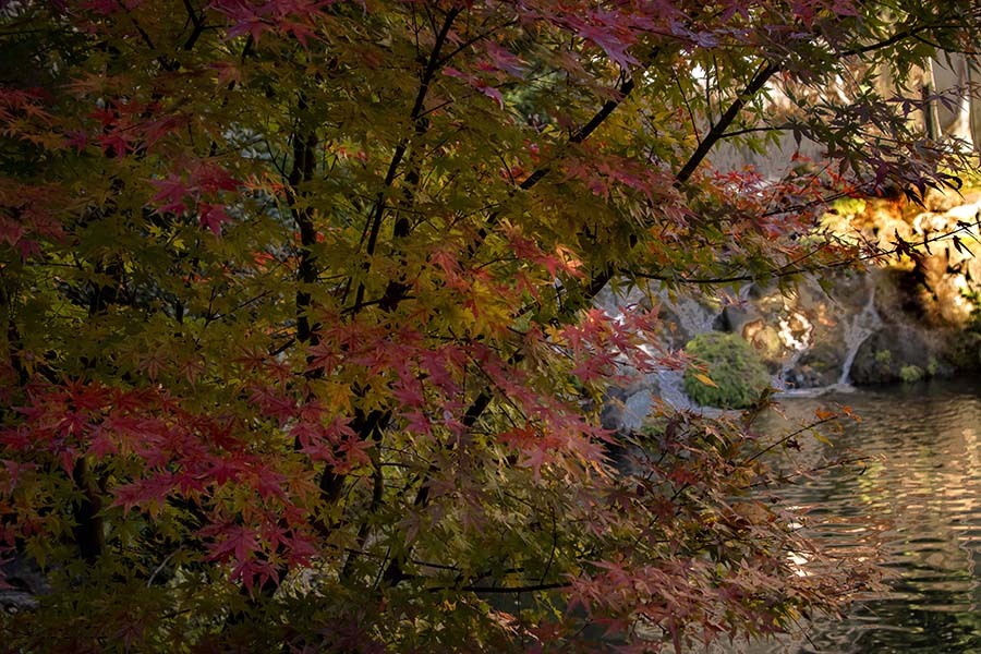 DSC06352. 池辺の紅葉