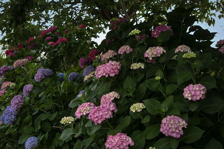 DSC09041. 今はもう