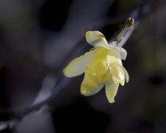 DSC06496 陽だまりに芳香