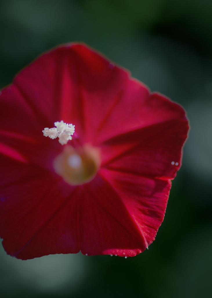 軽みとは哀しみの事留紅草　　　堀　葦男