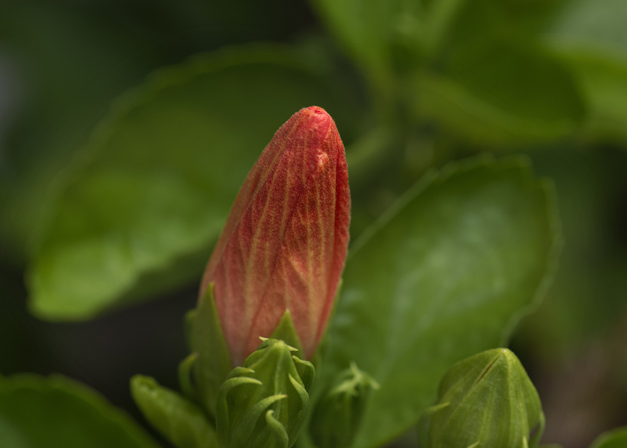 DSC04690. 瑞々しい蕾 jpg