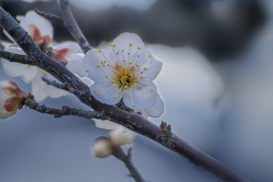 DSC09658. 花曇り