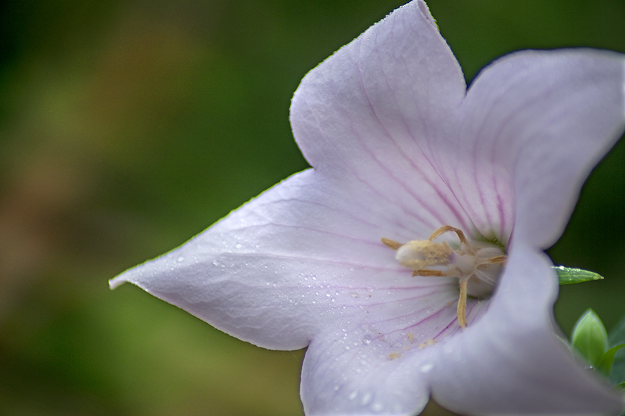 DSC03595 梅雨明け間近か
