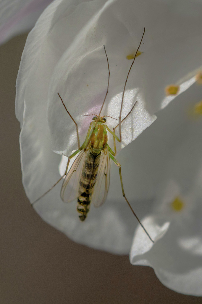 DSC00335 春、虫も動く