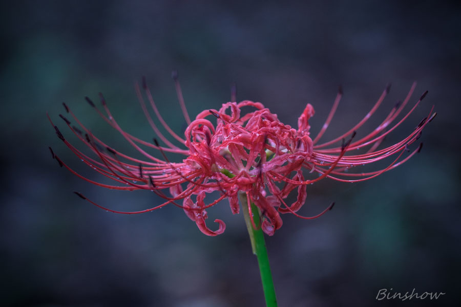 DSC02095　森の彼岸花-9