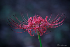 DSC02095　森の彼岸花-9