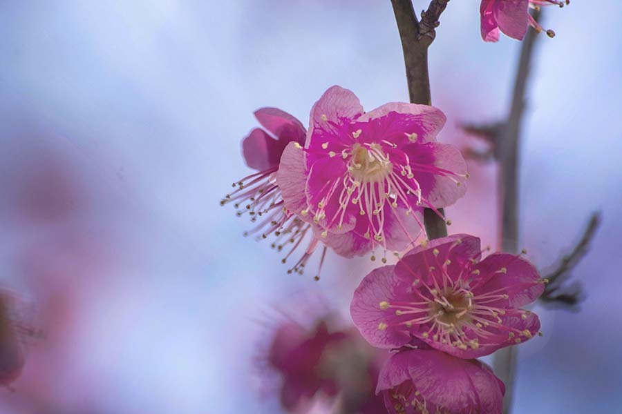 DSC05239 紅梅の候 素顔の花たち