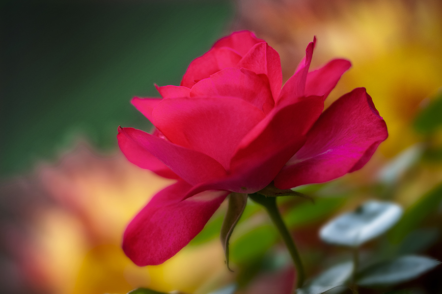 DSC01742 赤いバラ