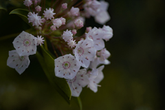 カルミヤは星の花？