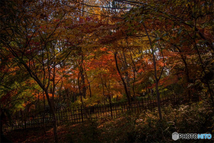 DSC01173.紅葉 山蔭の道にて　jpg