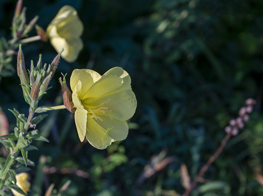 DSC03636 夏の朝の月見草