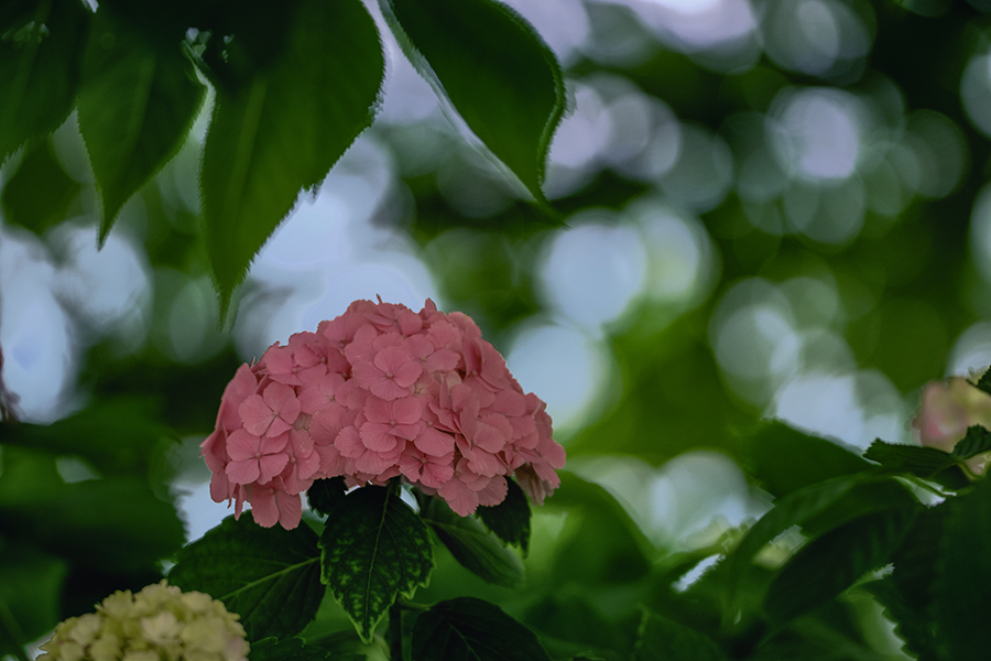 DSC07418-2 木蔭は花盛り