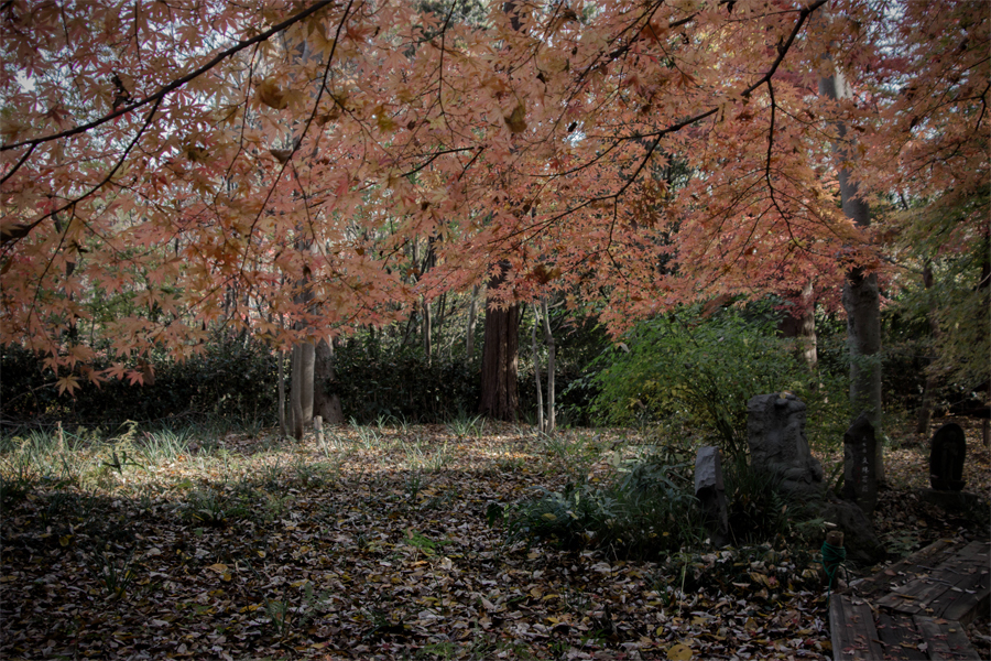 DSC01191. 今はもう名残の紅葉　jpg