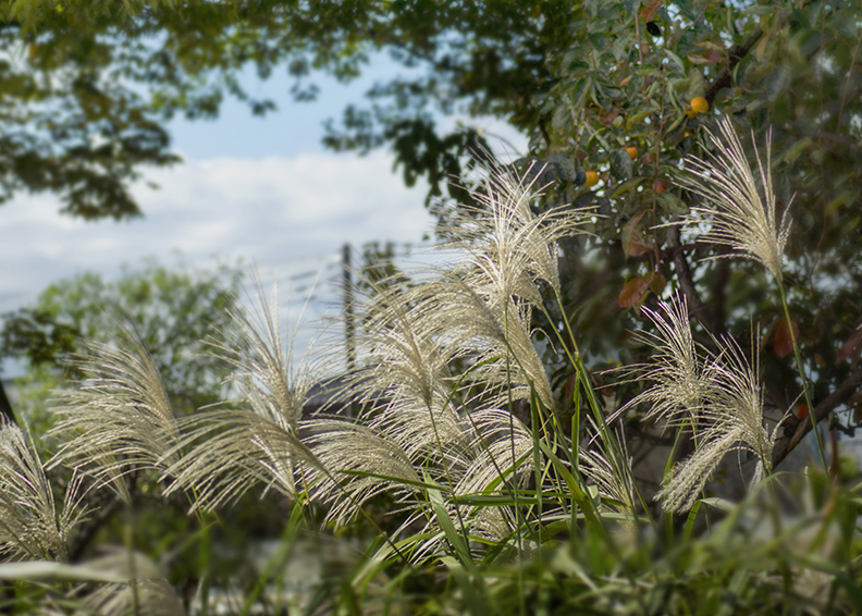 DSC03591 公園のススキ