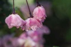 DSC02617 雨上がりの満天星つつじ