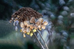 DSC06746. 凛と咲く