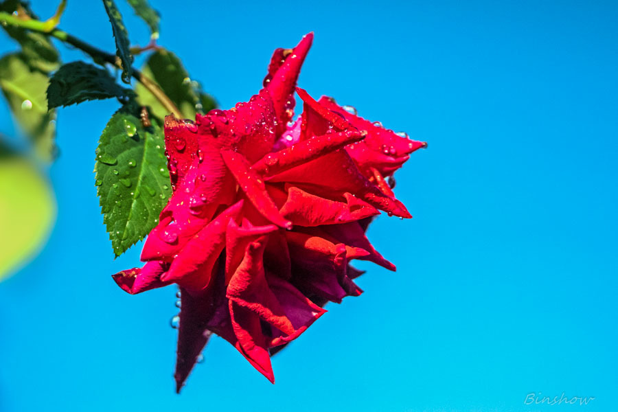 DSC03242-青空に薔薇