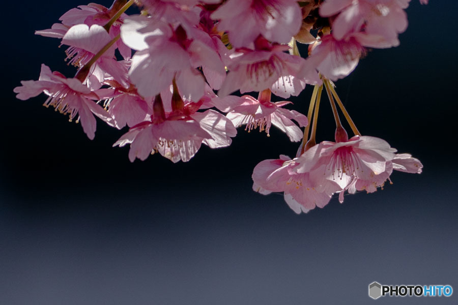 DSC08180-終りの河津桜-4