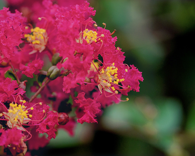 DSC08228. 紅いの百日紅