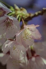 DSC08441 安行桜