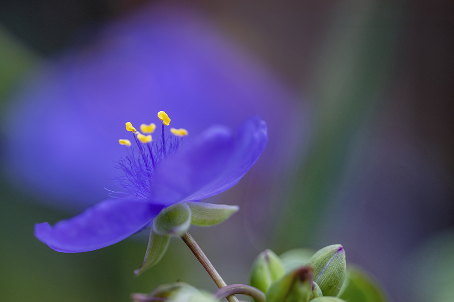 DSC07228   紫の匂いたつ