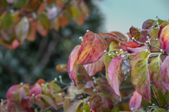 DSC04392 花より華麗