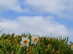 雲に乗りたいね。　P1060036