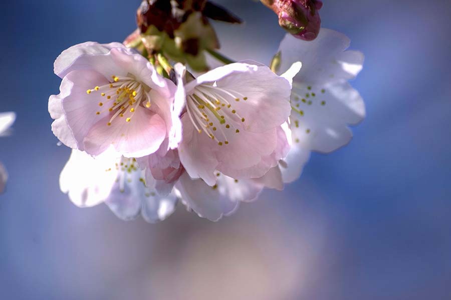 DSC07650. 紺碧の空と桜.